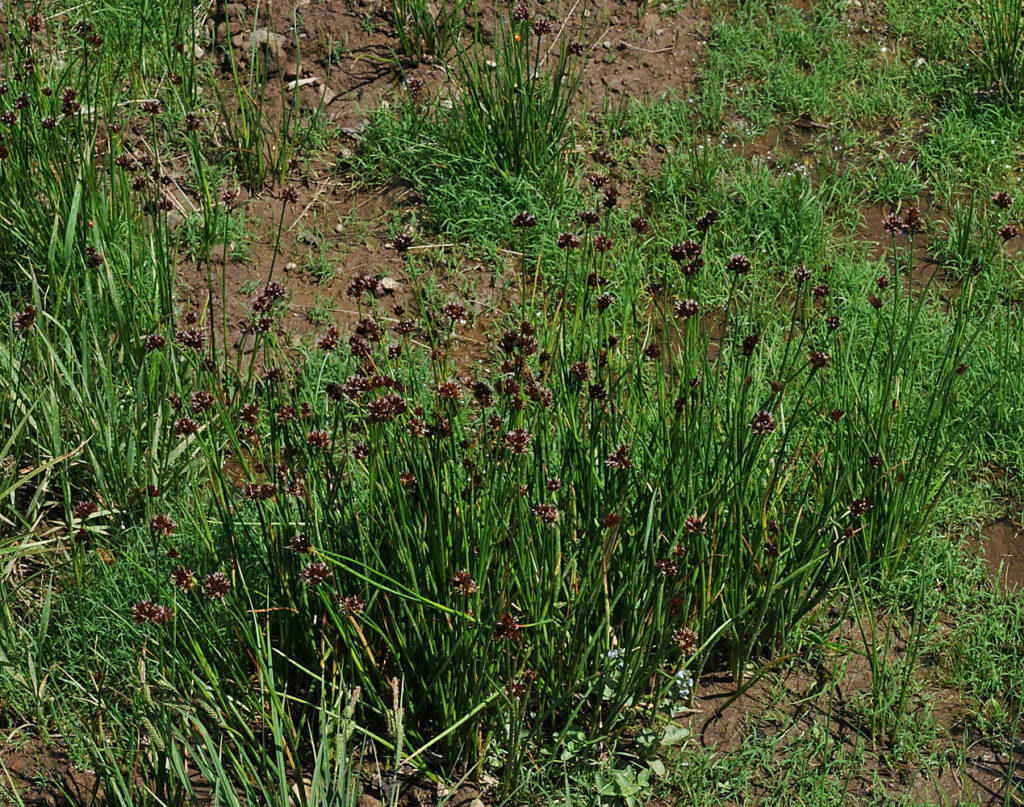 Flora of Eastern Washington Image: Veronica catenata growing innature