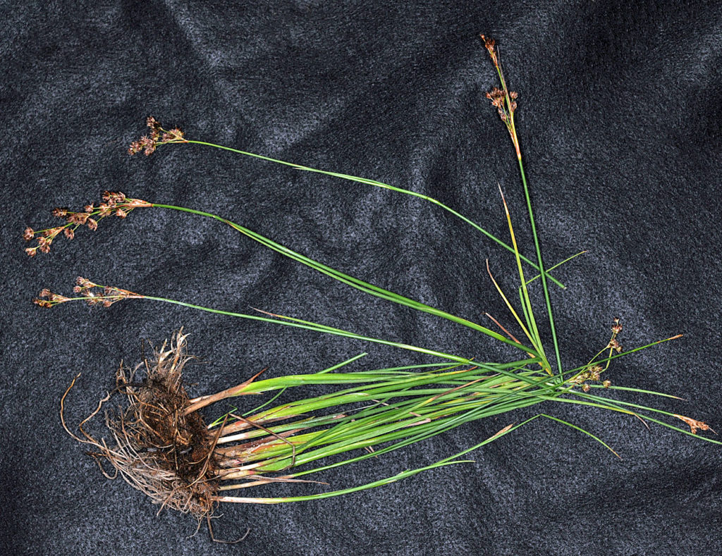 Flora of Eastern Washington Image: Luzula multiflora 14