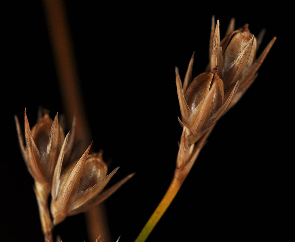 Flora of Eastern Washington Image: Veronica peregrina zoomed in view of sprout