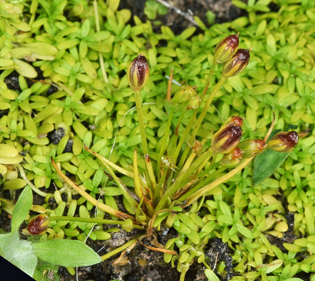 Flora of Eastern Washington Image: Veronica americana yellow leaves