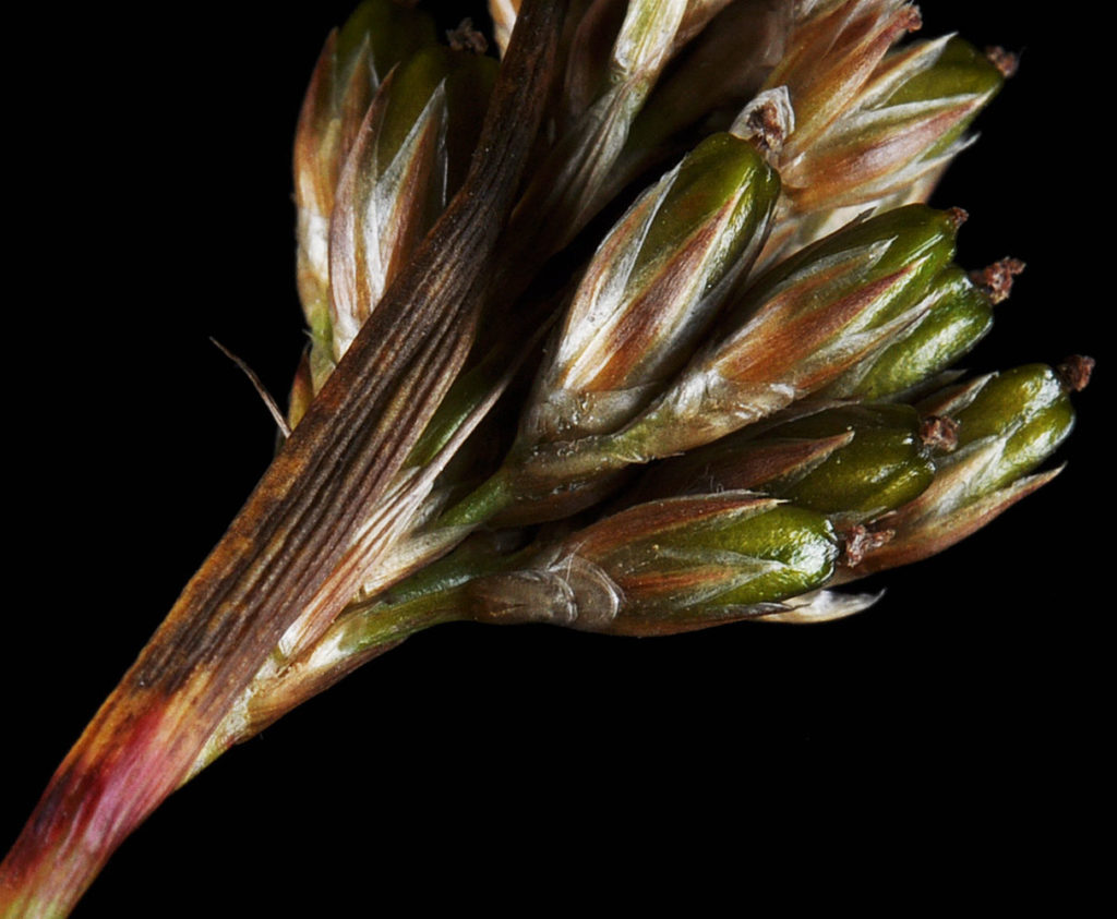 Flora of Eastern Washington Image: Luzula multiflora