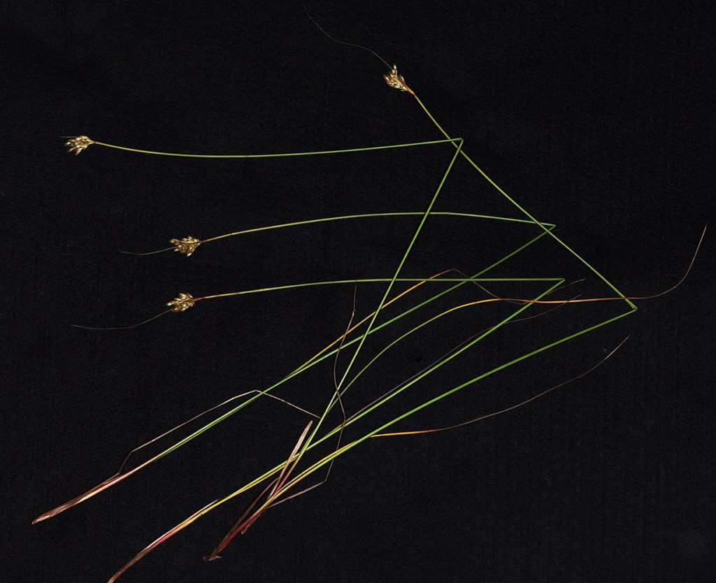 Flora of Eastern Washington Image: Juncus nevadensis 6