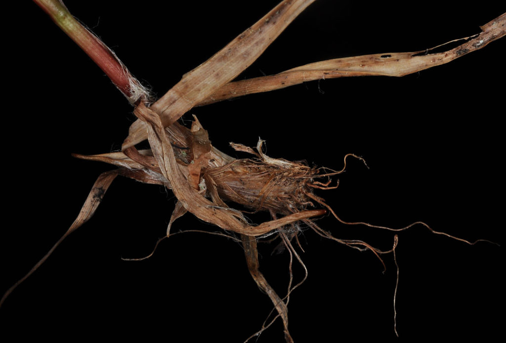 Flora of Eastern Washington Image: Juncus longistylis 10