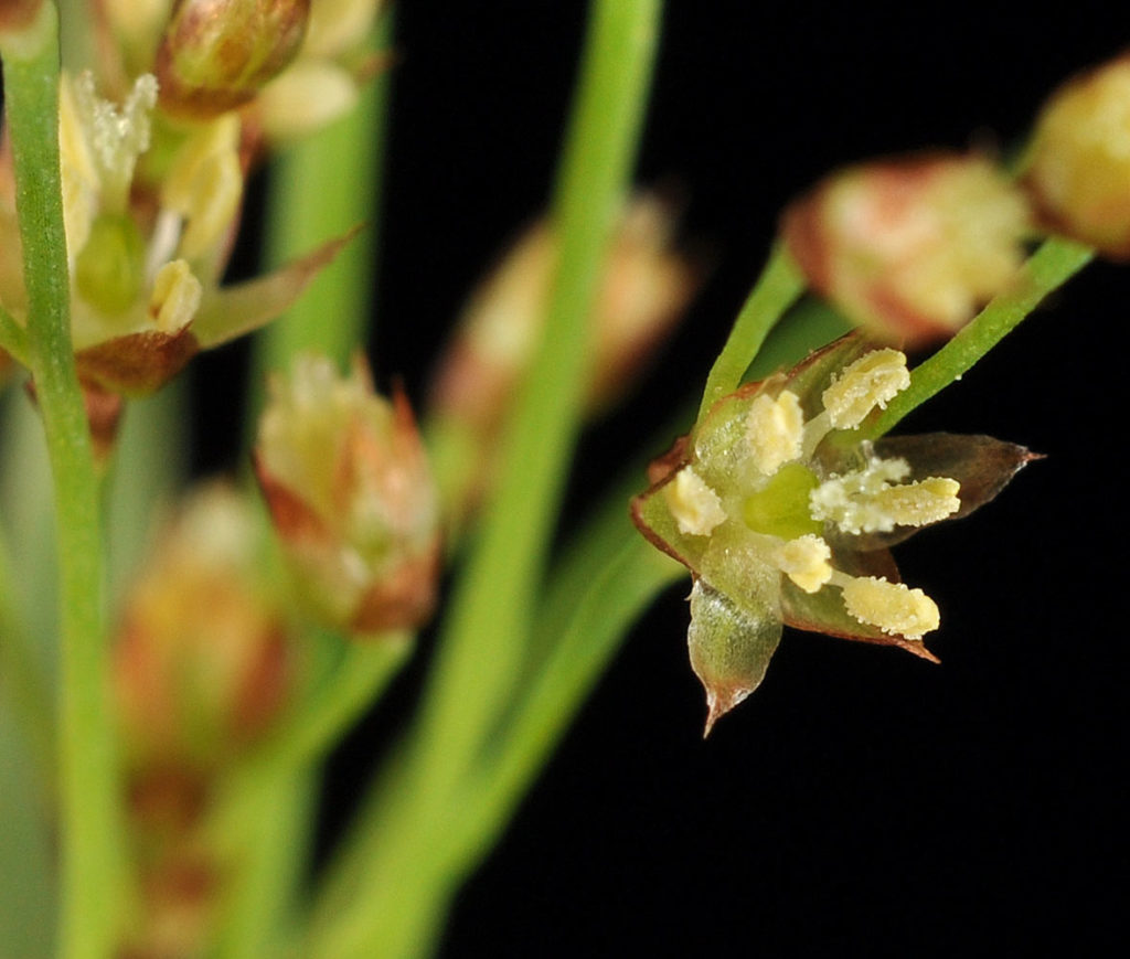 Flora of Eastern Washington Image: Penstemon wilcoxii 7