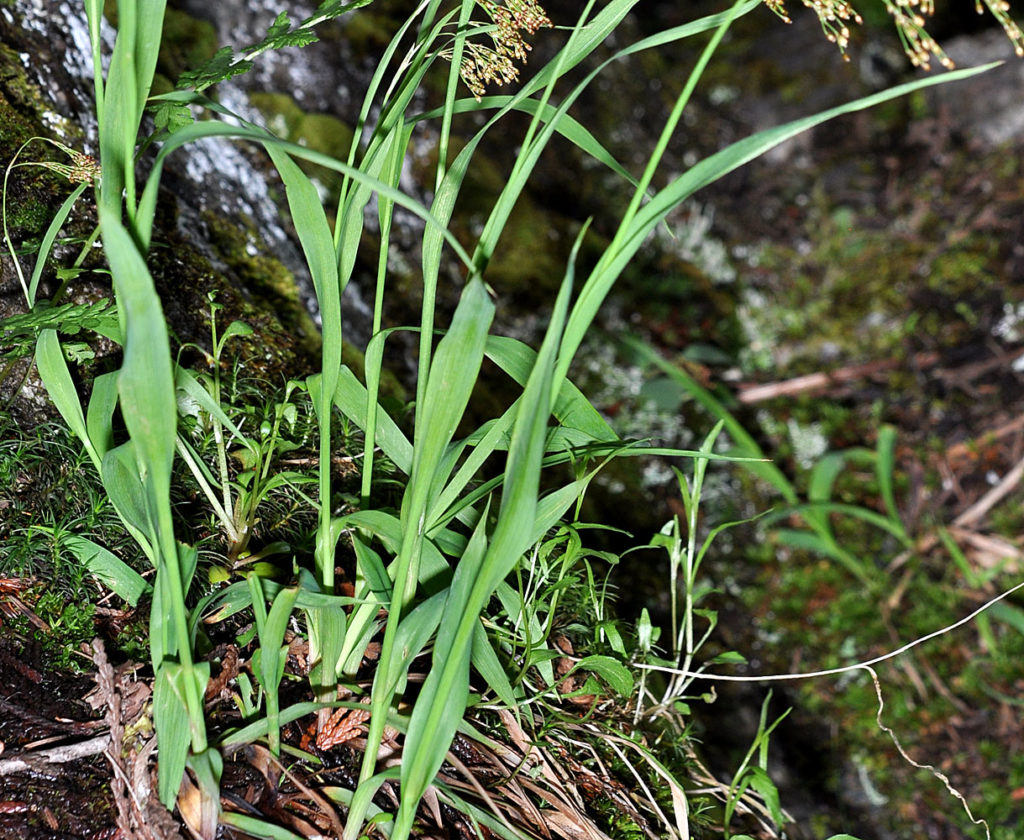 Flora of Eastern Washington Image: Penstemon wilcoxii 2