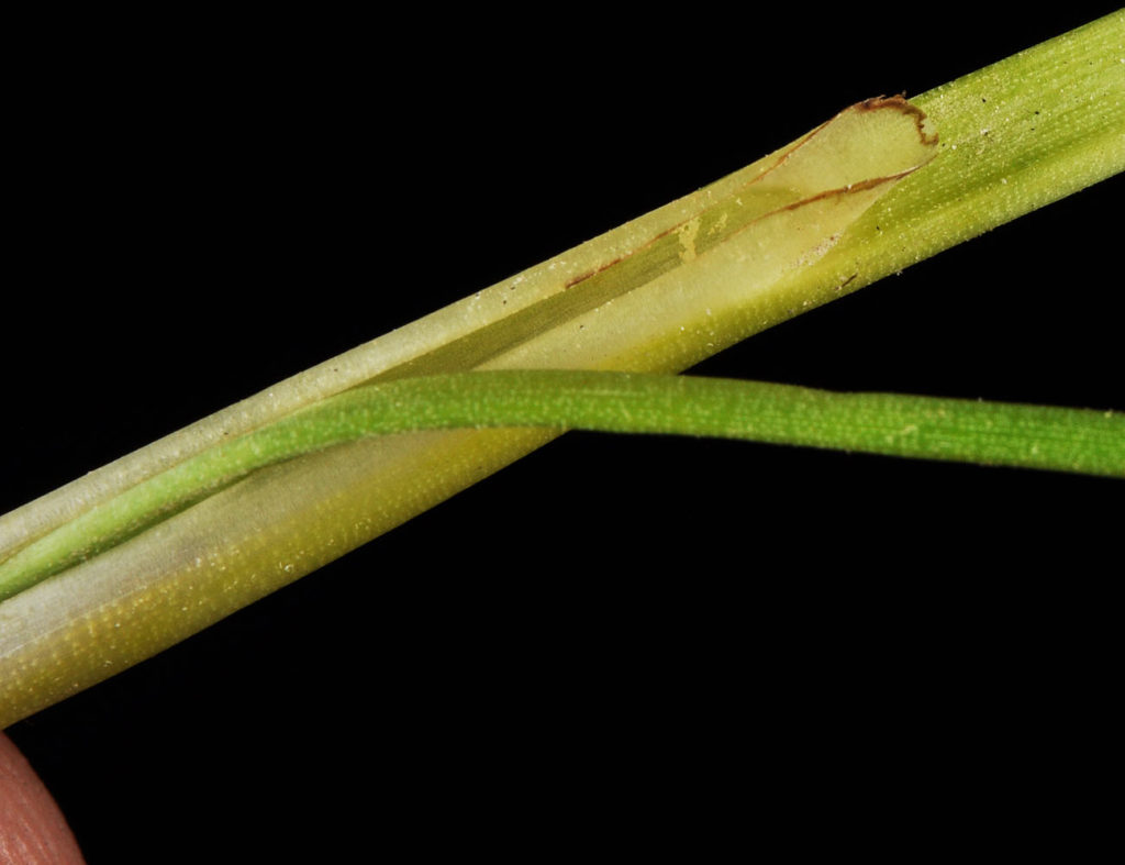 Flora of Eastern Washington Image: Triglochin maritima stem zoom in cut