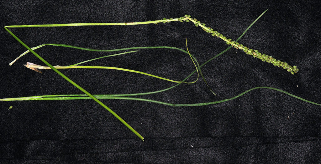 Flora of Eastern Washington Image: Triglochin maritima stem with bulbs and longer stems
