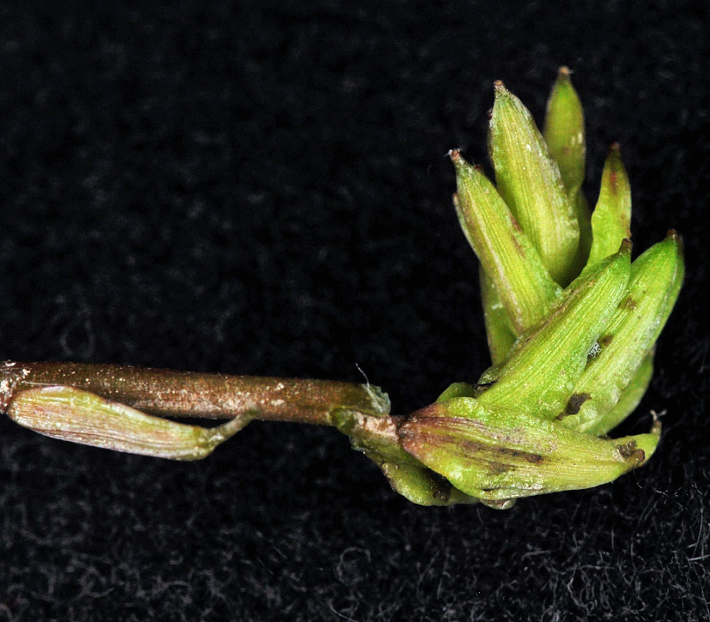 Flora of Eastern Washington Image: Triglochin scilloides side profile of stem in lab
