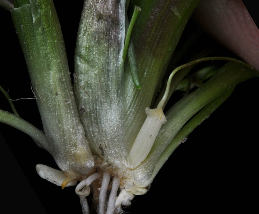 Flora of Eastern Washington Image: Triglochin scilloides root and bulb in lab