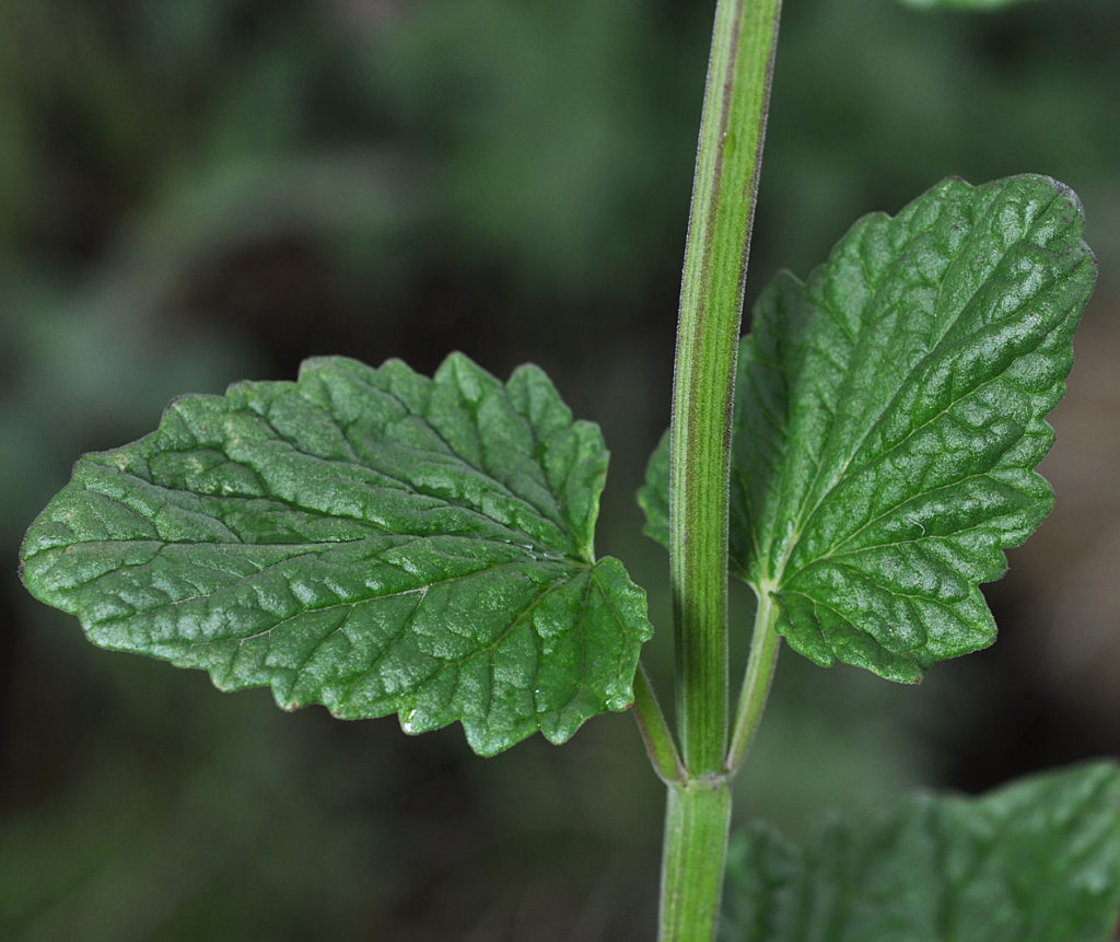 Flora of Eastern Washington Image: Agastache occidentalis 3