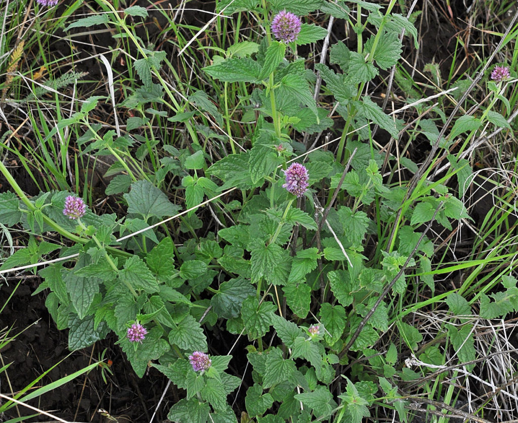 Flora of Eastern Washington Image: Agastache occidentalis 2