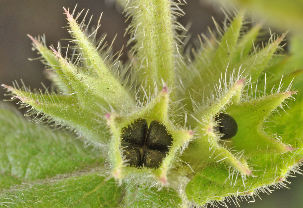Flora of Eastern Washington Image: Stachys pilosa center of flower