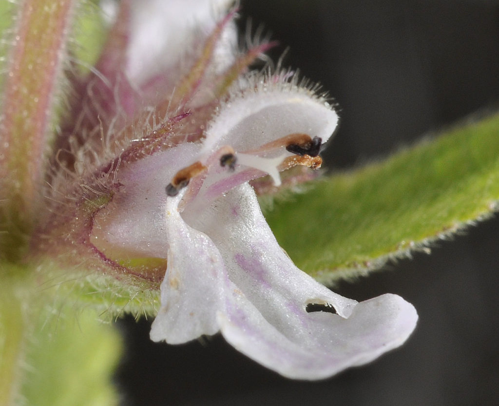 Flora of Eastern Washington Image: Stachys pilosa petals