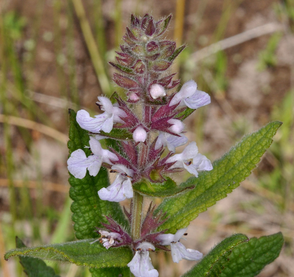 Flora of Eastern Washington Image: Stachys pilosa zoom in on top of plant in nature