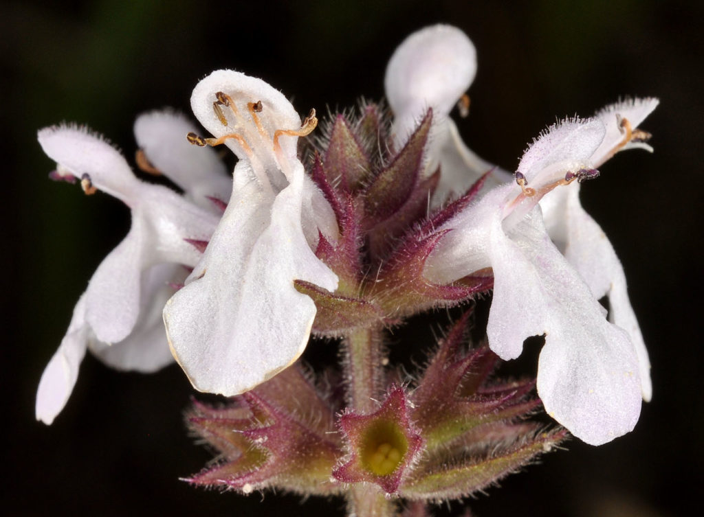 Flora of Eastern Washington Image: Stachys pilosa very zoomed in on top of plant