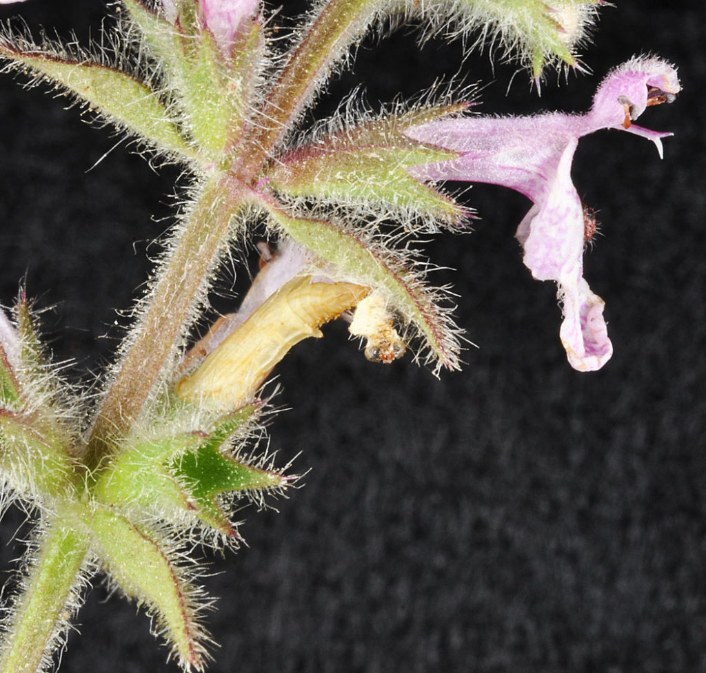 Flora of Eastern Washington Image: Stachys pilosa fuzzy stem and leaves