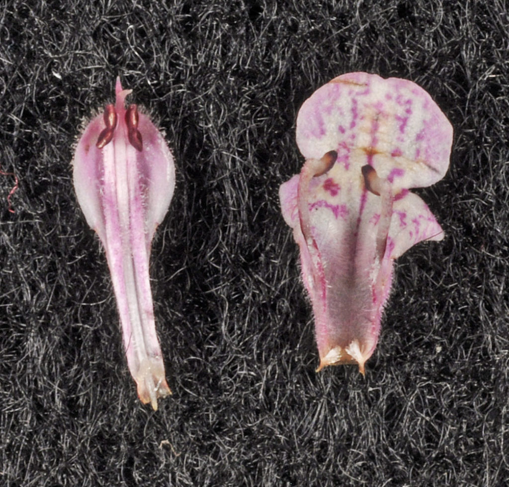 Flora of Eastern Washington Image: Stachys pilosa two flowers