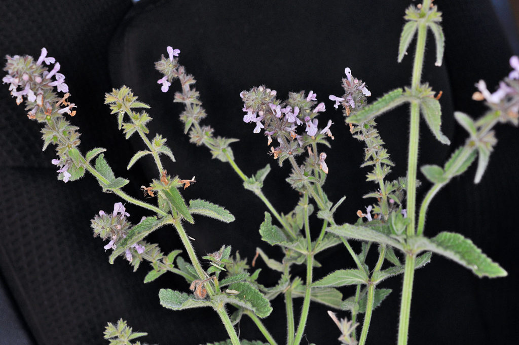 Flora of Eastern Washington Image: Stachys pilosa stem leaves and petals