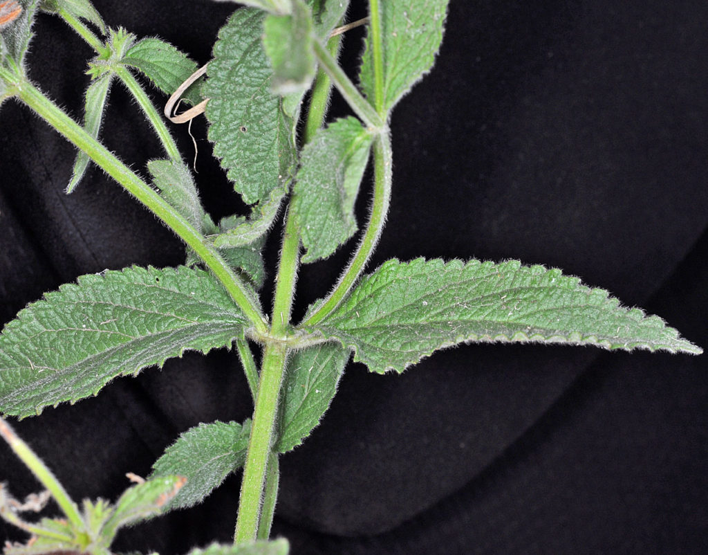 Flora of Eastern Washington Image: Stachys pilosa stem and leaves