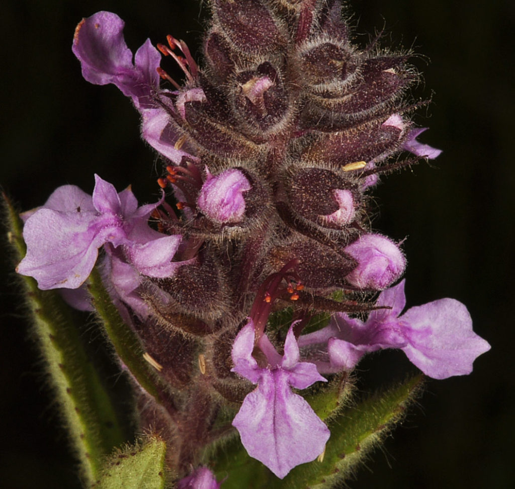 Flora of Eastern Washington Image: Teucrium canadense many bulbs