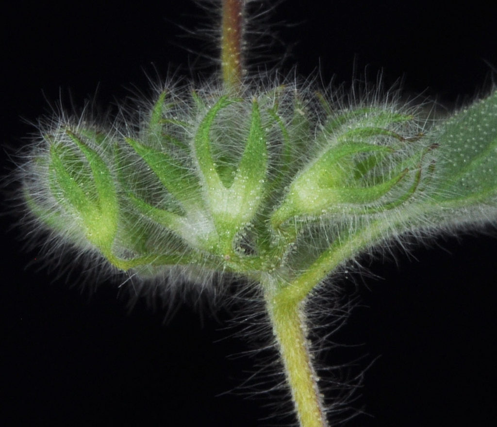 Flora of Eastern Washington Image: Trichostema oblongum zoom in on stem and bulbs