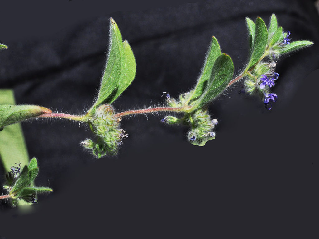 Flora of Eastern Washington Image: Trichostema oblongum side profile of stem and leaves