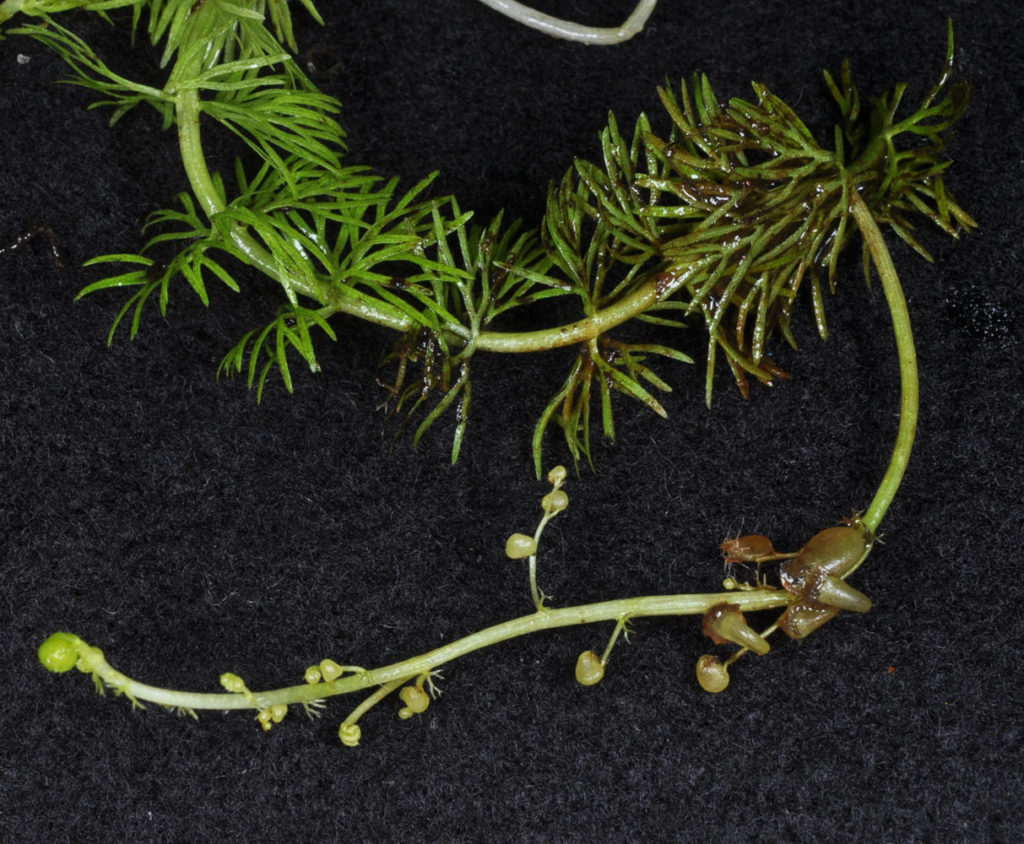 Flora of Eastern Washington Image: Utricularia intermedia some view of stem and leaves