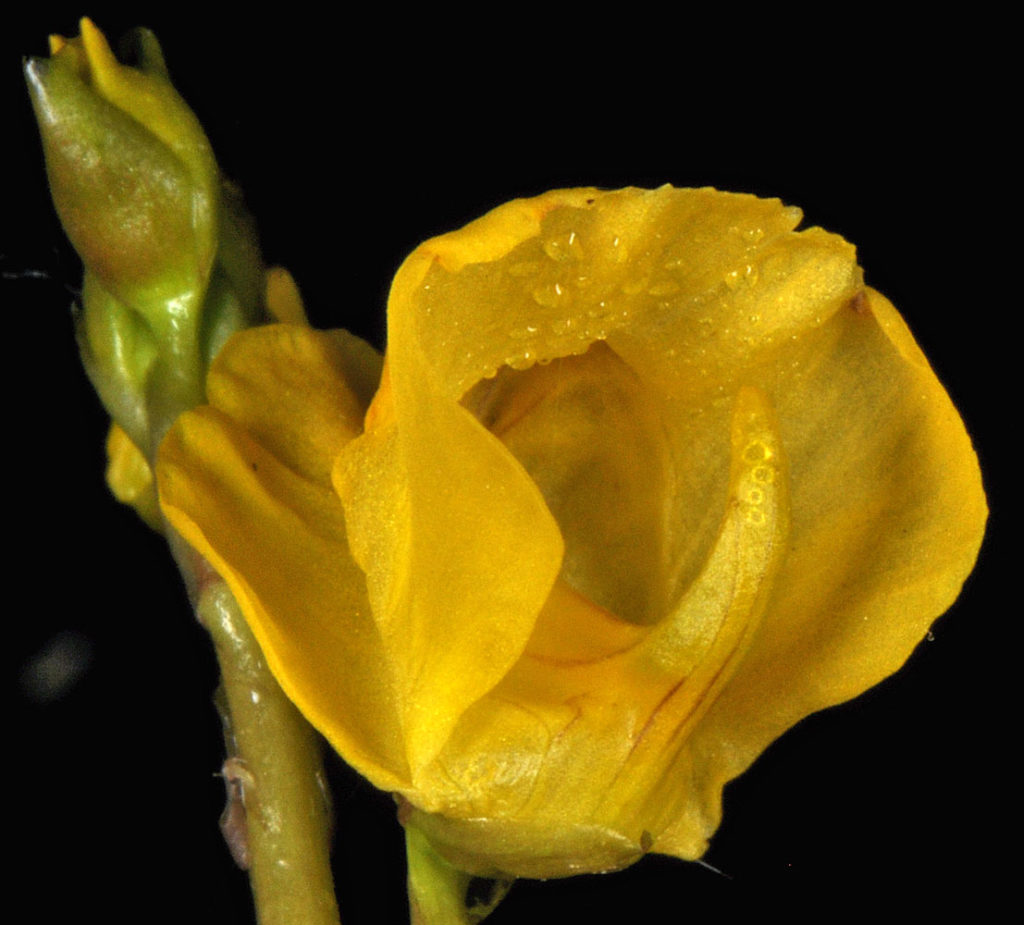 Flora of Eastern Washington Image: Utricularia vulgaris top view of leaves