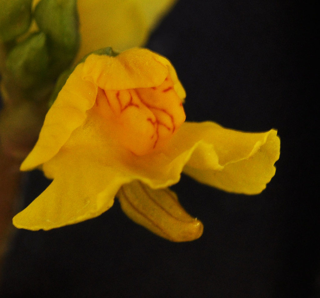 Flora of Eastern Washington Image: Utricularia vulgaris flower middle