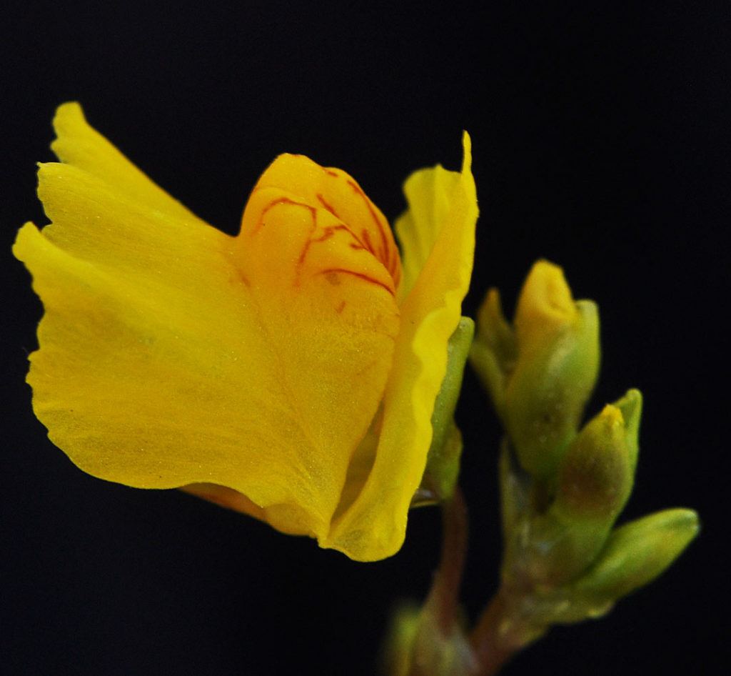 Flora of Eastern Washington Image: Utricularia vulgaris flower left