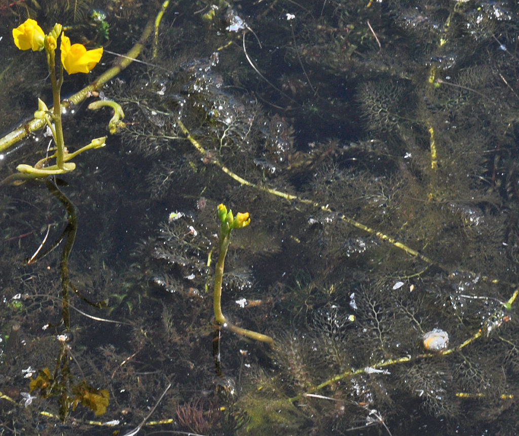 Flora of Eastern Washington Image: Utricularia vulgaris under water plant