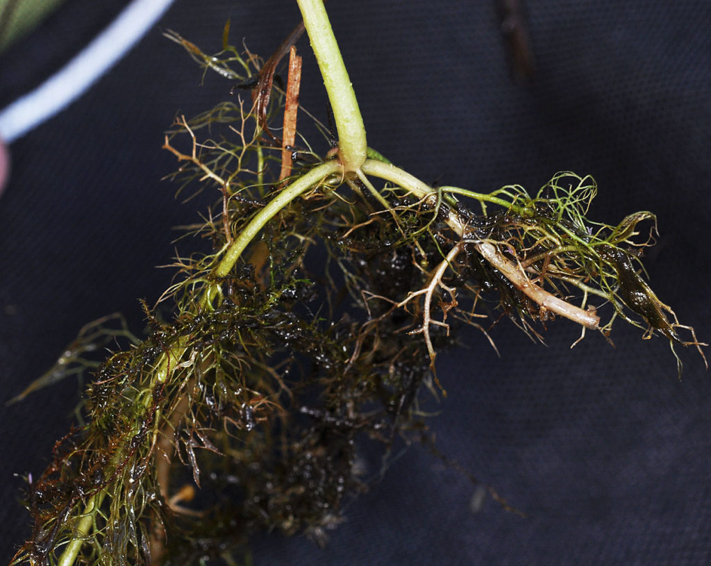 Flora of Eastern Washington Image: Utricularia vulgaris root