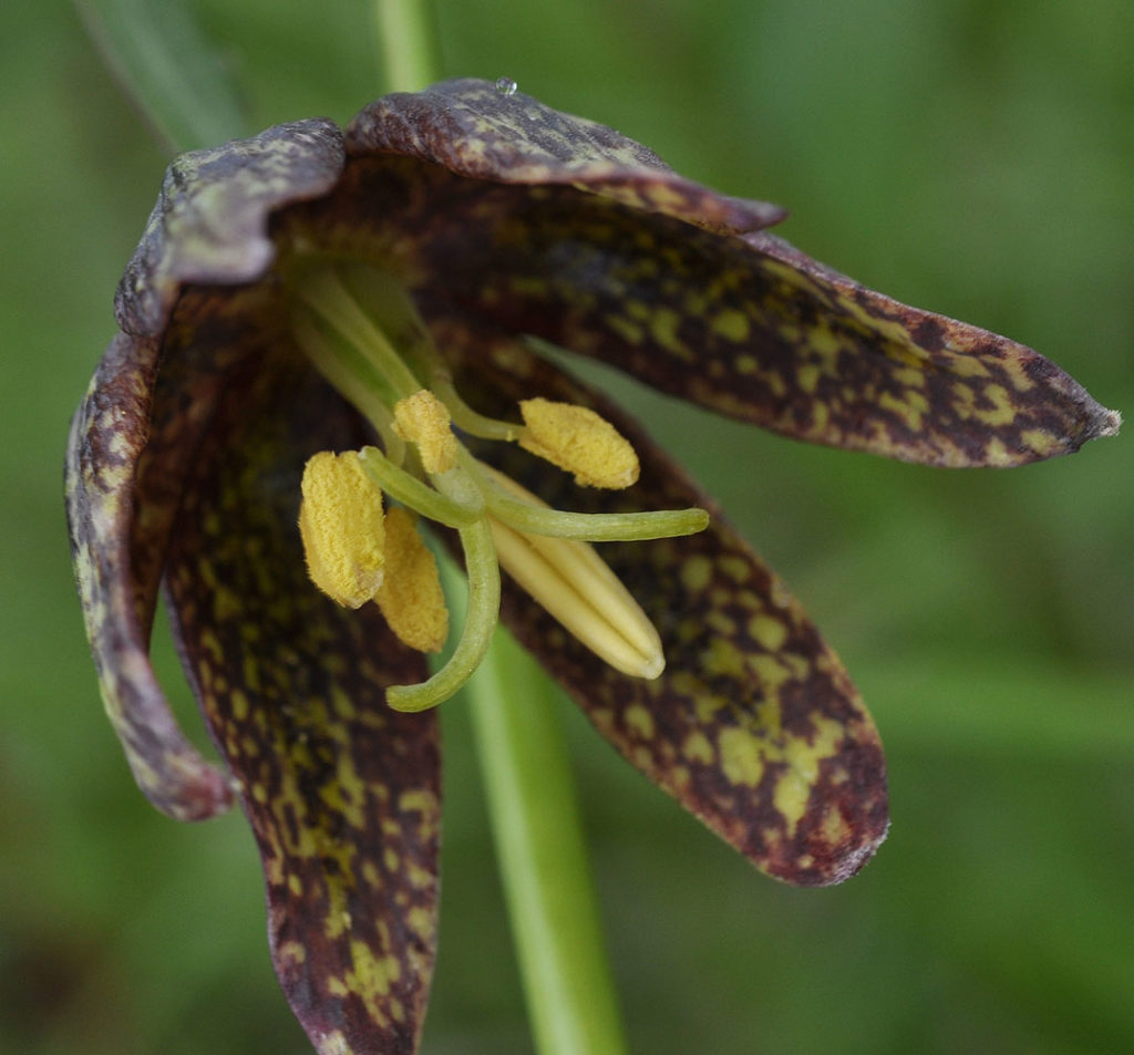 Flora of Eastern Washington Image: Fritillaria affinis 7