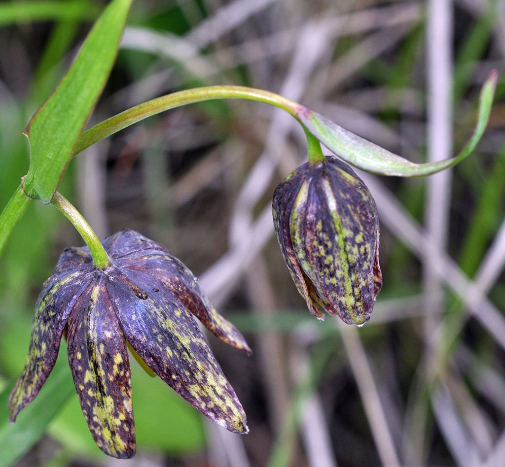 Flora of Eastern Washington Image: Fritillaria affinis 6