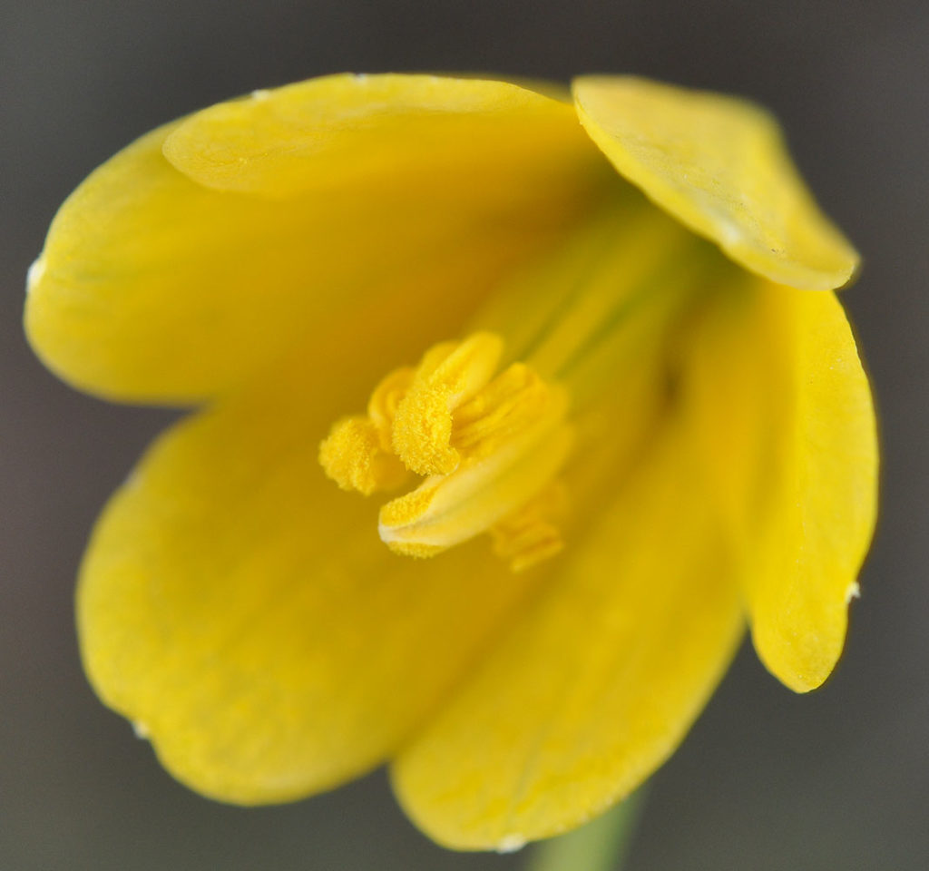 Flora of Eastern Washington Image: Fritillaria pudica 9