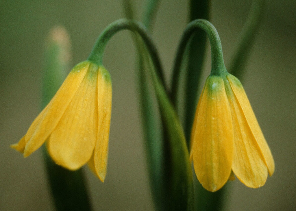 Flora of Eastern Washington Image: Fritillaria pudica 8