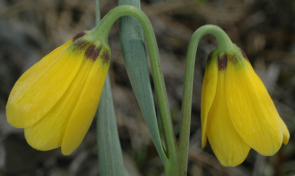 Flora of Eastern Washington Image: Fritillaria pudica 3