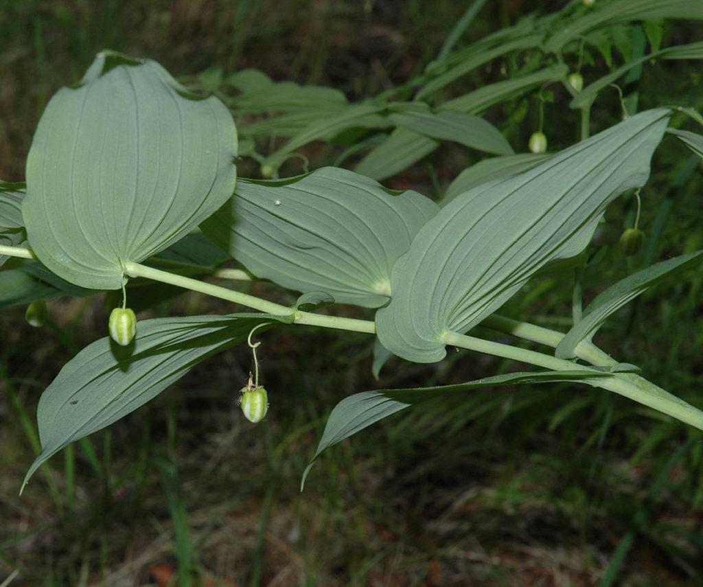 Flora of Eastern Washington Image: Streptopus amplexifolius single stem in nature