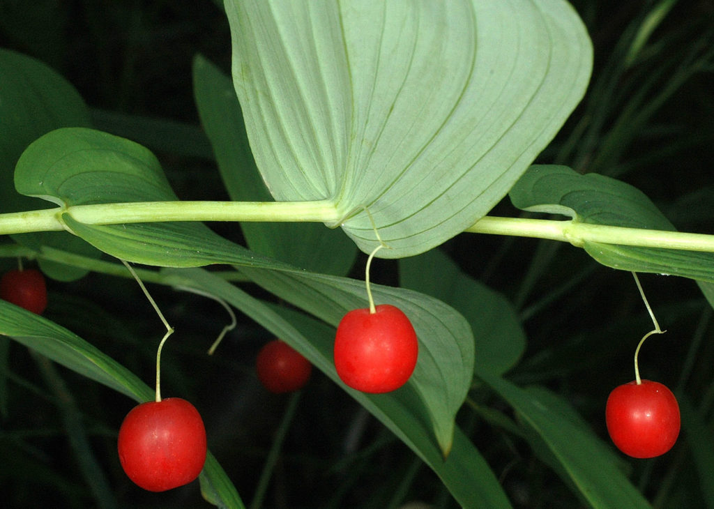 Flora of Eastern Washington Image: Streptopus amplexifolius sprouted berrry