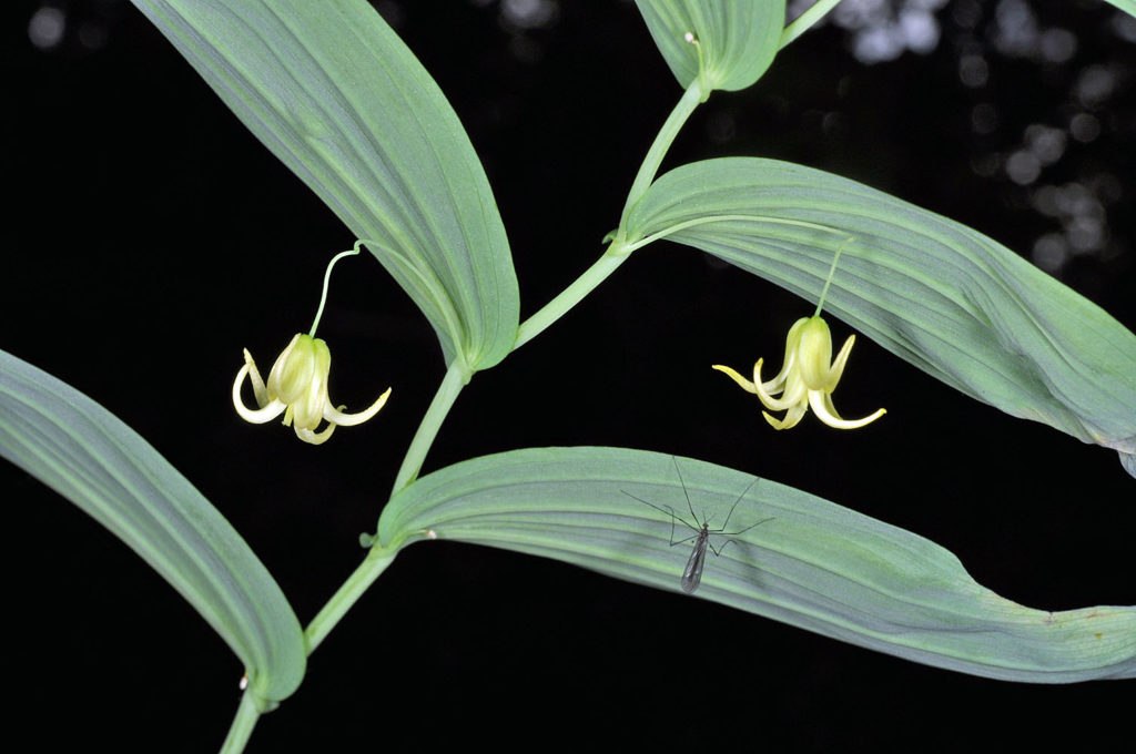 Flora of Eastern Washington Image: Streptopus amplexifolius insect on a leaf