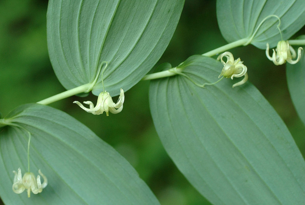 Flora of Eastern Washington Image: Streptopus amplexifolius four bulbs