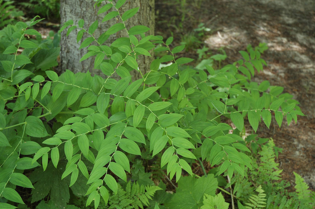 Flora of Eastern Washington Image: Streptopus amplexifolius many leaves and stems