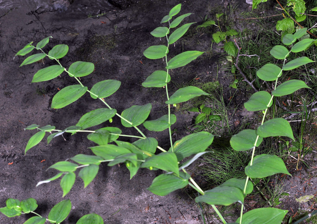 Flora of Eastern Washington Image: Streptopus amplexifolius leaves in nature