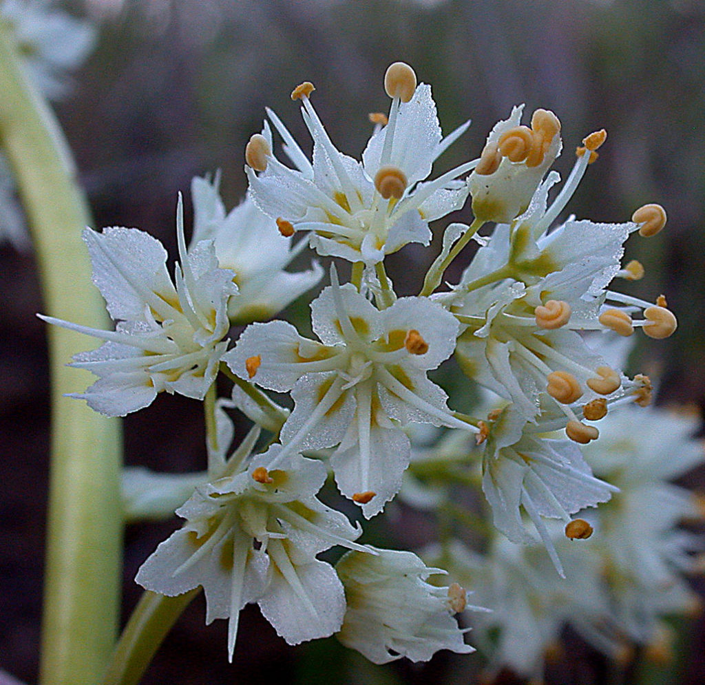 Flora of Eastern Washington Image: Zigadenus paniculatus darker zoomed in