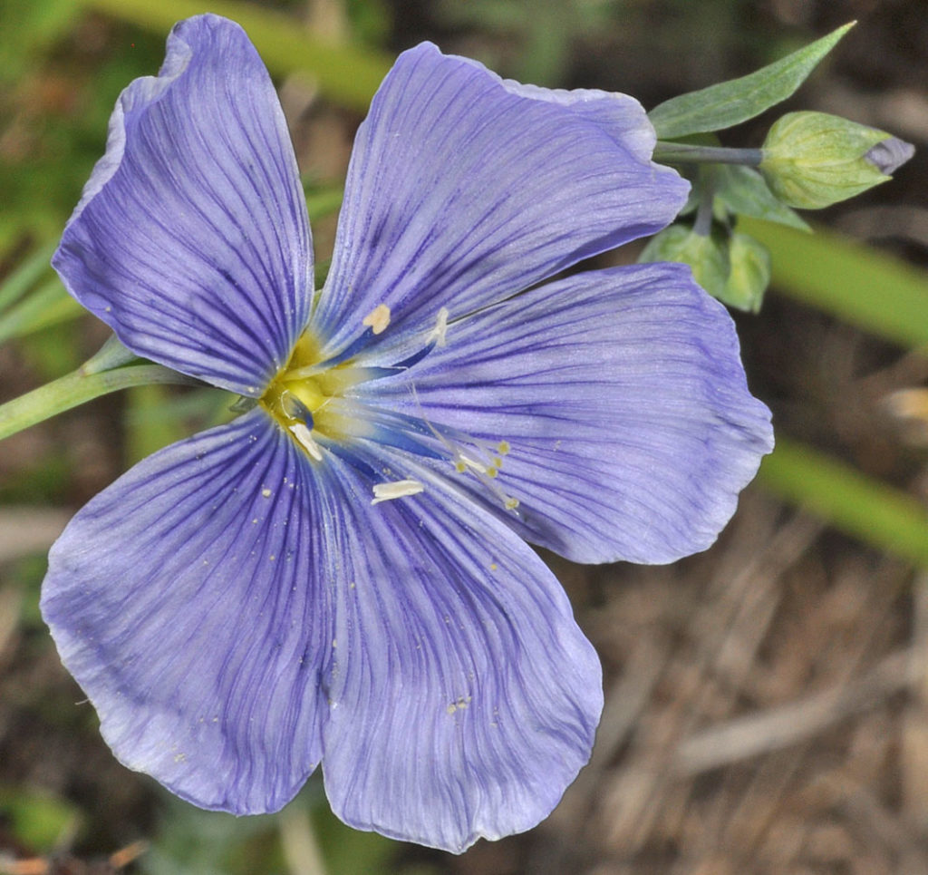 Flora of Eastern Washington Image: Linum lewisii 7