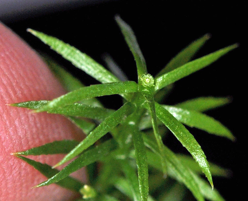 Flora of Eastern Washington Image: Spinulum annotinum cross section of stem