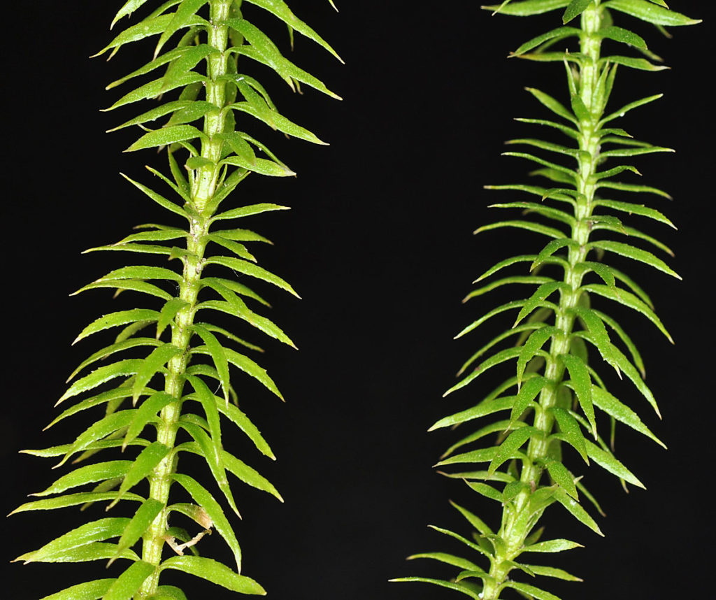 Flora of Eastern Washington Image: Spinulum annotinum two stems