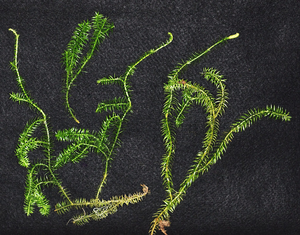 Flora of Eastern Washington Image: Spinulum annotinum full plant in lab