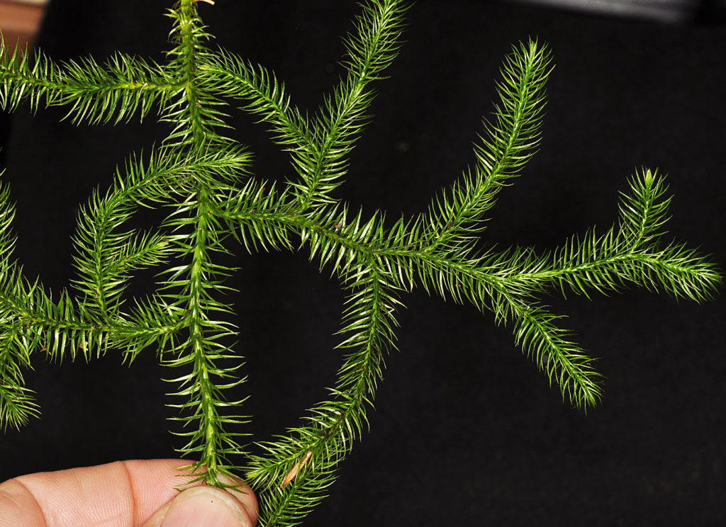 Flora of Eastern Washington Image: Lycopodium clavatum