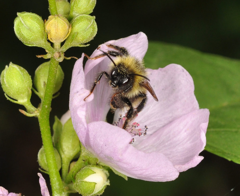 Flora of Eastern Washington Image: Iliamna rivularis 7